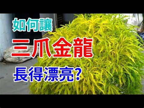 三爪金龍種植